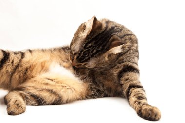 Domestic Egyptian striped kitten. Cute young red cat isolated on abstract blurred white background. Indoor pets, veterinary and advertising concept. Detailed studio closeup