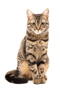 Domestic Egyptian striped kitten. Cute young red cat isolated on abstract blurred white background. Indoor pets, veterinary and advertising concept. Detailed studio closeup