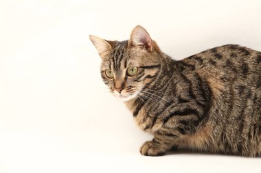 Domestic Egyptian striped kitten. Cute young red cat isolated on abstract blurred white background. Indoor pets, veterinary and advertising concept. Detailed studio closeup