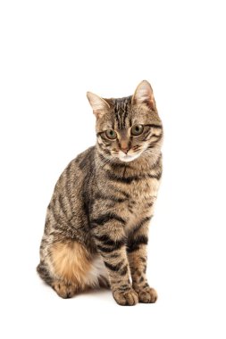 Domestic Egyptian striped kitten. Cute young red cat isolated on abstract blurred white background. Indoor pets, veterinary and advertising concept. Detailed studio closeup