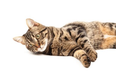 Domestic Egyptian striped kitten. Cute young red cat isolated on abstract blurred white background. Indoor pets, veterinary and advertising concept. Detailed studio closeup