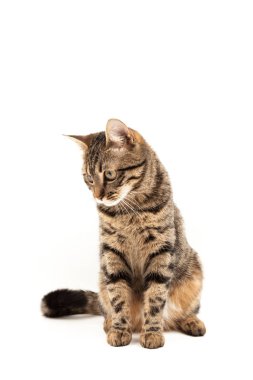 Domestic Egyptian striped kitten. Cute young red cat isolated on abstract blurred white background. Indoor pets, veterinary and advertising concept. Detailed studio closeup