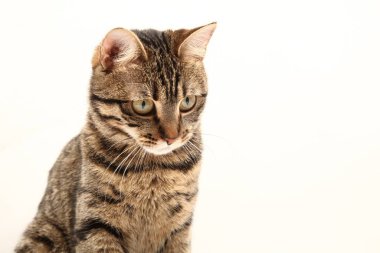 Domestic Egyptian striped kitten. Cute young red cat isolated on abstract blurred white background. Indoor pets, veterinary and advertising concept. Detailed studio closeup
