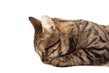 Domestic Egyptian striped kitten. Cute young red cat isolated on abstract blurred white background. Indoor pets, veterinary and advertising concept. Detailed studio closeup