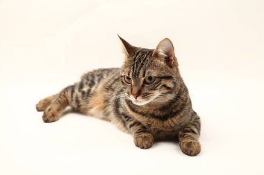 Domestic Egyptian striped kitten. Cute young red cat isolated on abstract blurred white background. Indoor pets, veterinary and advertising concept. Detailed studio closeup