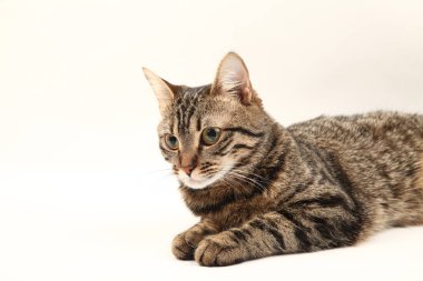 Domestic Egyptian striped kitten. Cute young red cat isolated on abstract blurred white background. Indoor pets, veterinary and advertising concept. Detailed studio closeup