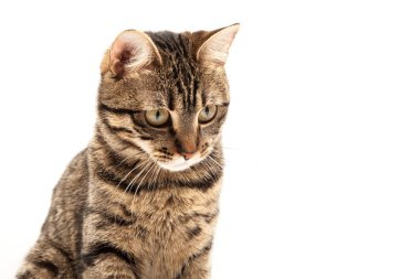 Domestic Egyptian striped kitten. Cute young red cat isolated on abstract blurred white background. Indoor pets, veterinary and advertising concept. Detailed studio closeup