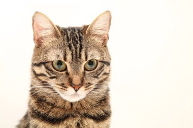 Domestic Egyptian striped kitten. Cute young red cat isolated on abstract blurred white background. Indoor pets, veterinary and advertising concept. Detailed studio closeup