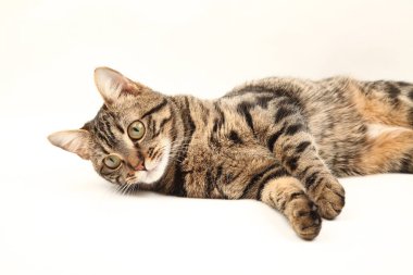 Domestic Egyptian striped kitten. Cute young red cat isolated on abstract blurred white background. Indoor pets, veterinary and advertising concept. Detailed studio closeup