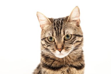 Domestic Egyptian striped kitten. Cute young red cat isolated on abstract blurred white background. Indoor pets, veterinary and advertising concept. Detailed studio closeup
