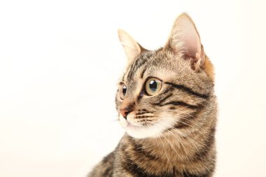 Domestic Egyptian striped kitten. Cute young red cat isolated on abstract blurred white background. Indoor pets, veterinary and advertising concept. Detailed studio closeup