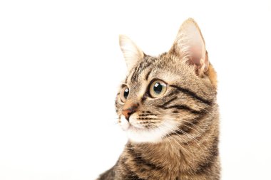Domestic Egyptian striped kitten. Cute young red cat isolated on abstract blurred white background. Indoor pets, veterinary and advertising concept. Detailed studio closeup