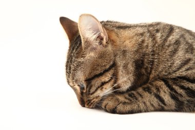 Domestic Egyptian striped kitten. Cute young red cat isolated on abstract blurred white background. Indoor pets, veterinary and advertising concept. Detailed studio closeup