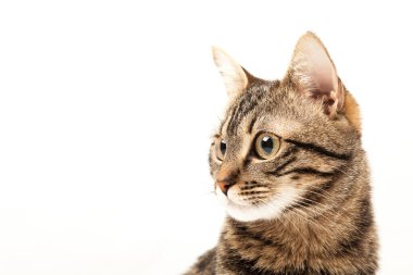 Domestic Egyptian striped kitten. Cute young red cat isolated on abstract blurred white background. Indoor pets, veterinary and advertising concept. Detailed studio closeup