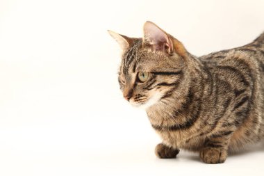 Domestic Egyptian striped kitten. Cute young red cat isolated on abstract blurred white background. Indoor pets, veterinary and advertising concept. Detailed studio closeup