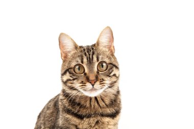 Domestic Egyptian striped kitten. Cute young red cat isolated on abstract blurred white background. Indoor pets, veterinary and advertising concept. Detailed studio closeup