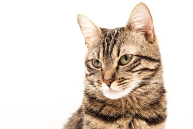 Domestic Egyptian striped kitten. Cute young red cat isolated on abstract blurred white background. Indoor pets, veterinary and advertising concept. Detailed studio closeup
