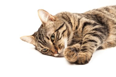 Domestic Egyptian striped kitten. Cute young red cat isolated on abstract blurred white background. Indoor pets, veterinary and advertising concept. Detailed studio closeup