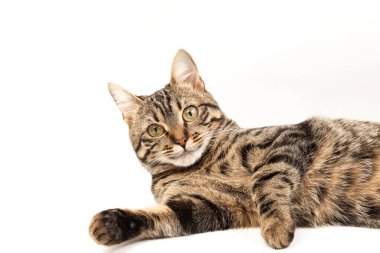 Domestic Egyptian striped kitten. Cute young red cat isolated on abstract blurred white background. Indoor pets, veterinary and advertising concept. Detailed studio closeup