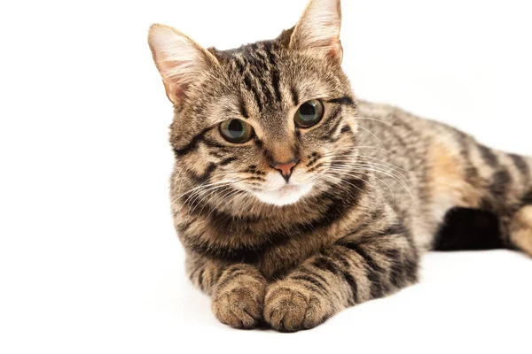 Domestic Egyptian striped kitten. Cute young red cat isolated on abstract blurred white background. Indoor pets, veterinary and advertising concept. Detailed studio closeup