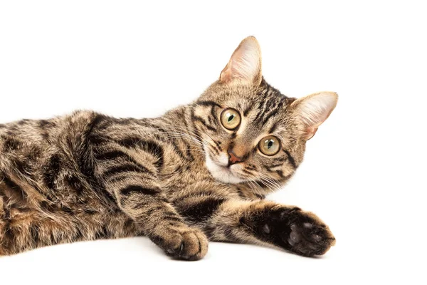 Gatinho Listrado Egípcio Doméstico Bonito Jovem Vermelho Gato Isolado Abstrato — Fotografia de Stock