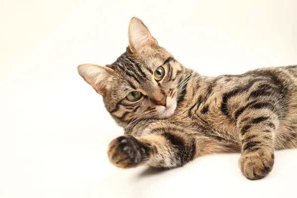 Gatito Egipcio Doméstico Rayado Lindo Gato Rojo Joven Aislado Sobre — Foto de Stock