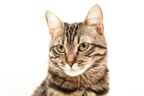 Gatito Egipcio Doméstico Rayado Lindo Gato Rojo Joven Aislado Sobre —  Fotos de Stock