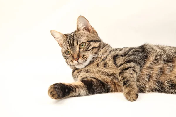 Gatinho Listrado Egípcio Doméstico Bonito Jovem Vermelho Gato Isolado Abstrato — Fotografia de Stock