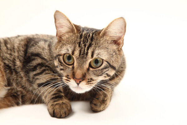 Domestic Egyptian striped kitten. Cute young red cat isolated on abstract blurred white background. Indoor pets, veterinary and advertising concept. Detailed studio closeup