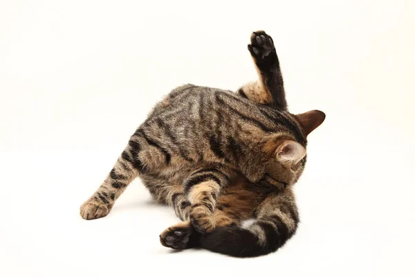 Gatinho Listrado Egípcio Doméstico Bonito Jovem Vermelho Gato Isolado Abstrato — Fotografia de Stock