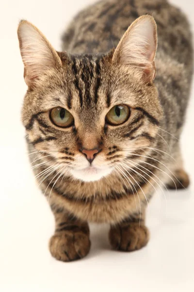 Belföldi Egyiptomi Csíkos Cica Aranyos Fiatal Piros Macska Elszigetelt Elvont — Stock Fotó