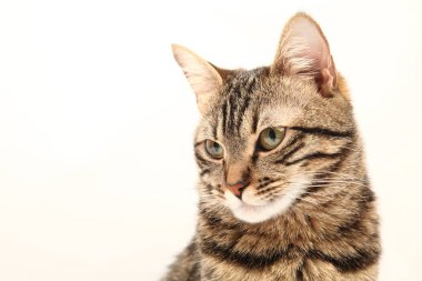 Domestic Egyptian striped kitten. Cute young red cat isolated on abstract blurred white background. Indoor pets, veterinary and advertising concept. Detailed studio closeup
