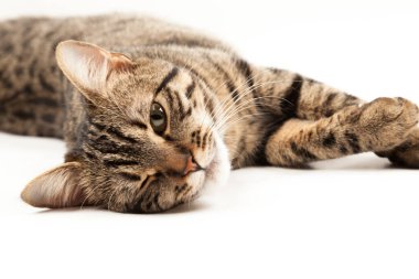 Domestic Egyptian striped kitten. Cute young red cat isolated on abstract blurred white background. Indoor pets, veterinary and advertising concept. Detailed studio closeup
