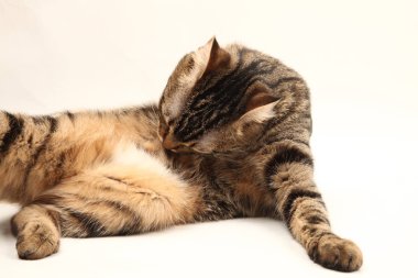 Domestic Egyptian striped kitten. Cute young red cat isolated on abstract blurred white background. Indoor pets, veterinary and advertising concept. Detailed studio closeup