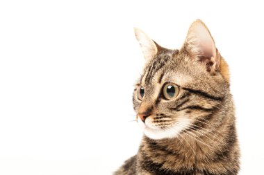 Domestic Egyptian striped kitten. Cute young red cat isolated on abstract blurred white background. Indoor pets, veterinary and advertising concept. Detailed studio closeup