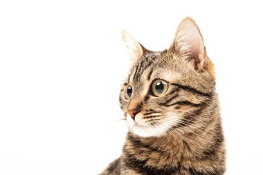 Domestic Egyptian striped kitten. Cute young red cat isolated on abstract blurred white background. Indoor pets, veterinary and advertising concept. Detailed studio closeup