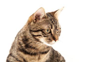 Domestic Egyptian striped kitten. Cute young red cat isolated on abstract blurred white background. Indoor pets, veterinary and advertising concept. Detailed studio closeup