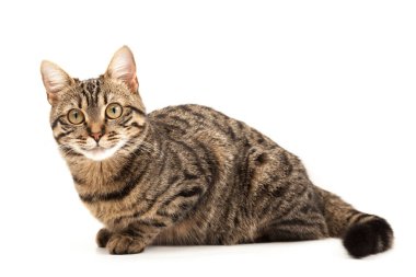 Domestic Egyptian striped kitten. Cute young red cat isolated on abstract blurred white background. Indoor pets, veterinary and advertising concept. Detailed studio closeup