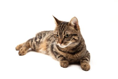 Domestic Egyptian striped kitten. Cute young red cat isolated on abstract blurred white background. Indoor pets, veterinary and advertising concept. Detailed studio closeup