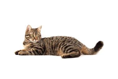 Domestic Egyptian striped kitten. Cute young red cat isolated on abstract blurred white background. Indoor pets, veterinary and advertising concept. Detailed studio closeup