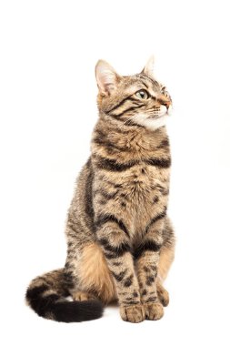 Domestic Egyptian striped kitten. Cute young red cat isolated on abstract blurred white background. Indoor pets, veterinary and advertising concept. Detailed studio closeup