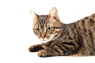 Domestic Egyptian striped kitten. Cute young red cat isolated on abstract blurred white background. Indoor pets, veterinary and advertising concept. Detailed studio closeup