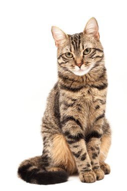 Domestic Egyptian striped kitten. Cute young red cat isolated on abstract blurred white background. Indoor pets, veterinary and advertising concept. Detailed studio closeup