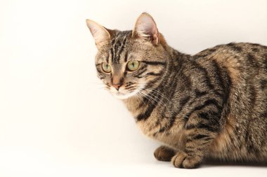 Domestic Egyptian striped kitten. Cute young red cat isolated on abstract blurred white background. Indoor pets, veterinary and advertising concept. Detailed studio closeup