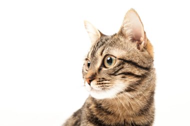 Domestic Egyptian striped kitten. Cute young red cat isolated on abstract blurred white background. Indoor pets, veterinary and advertising concept. Detailed studio closeup