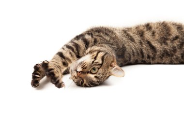 Domestic Egyptian striped kitten. Cute young red cat isolated on abstract blurred white background. Indoor pets, veterinary and advertising concept. Detailed studio closeup