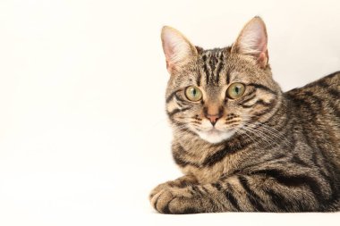 Domestic Egyptian striped kitten. Cute young red cat isolated on abstract blurred white background. Indoor pets, veterinary and advertising concept. Detailed studio closeup