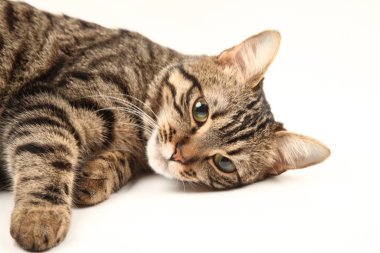 Domestic Egyptian striped kitten. Cute young red cat isolated on abstract blurred white background. Indoor pets, veterinary and advertising concept. Detailed studio closeup