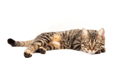 Domestic Egyptian striped kitten. Cute young red cat isolated on abstract blurred white background. Indoor pets, veterinary and advertising concept. Detailed studio closeup