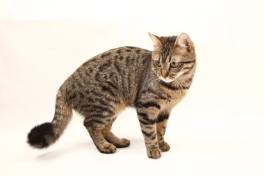 Domestic Egyptian striped kitten. Cute young red cat isolated on abstract blurred white background. Indoor pets, veterinary and advertising concept. Detailed studio closeup
